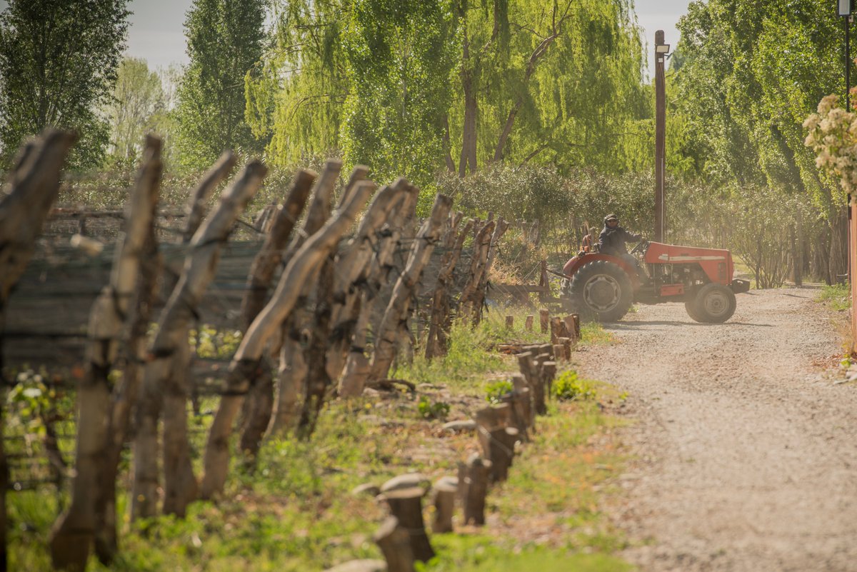 Continuamos con los preparativos para el incio de la cosecha 2025.
---
We continue preparations for the start of the 2025 harvest.