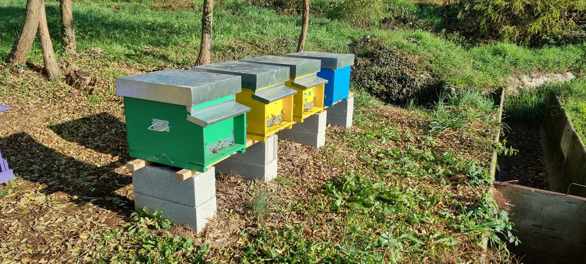 StefanoBoglioni's tweet photo. Our 🥏 #bees  🥏 ready for the winter. https://t.co/zCcLJf3UXJ