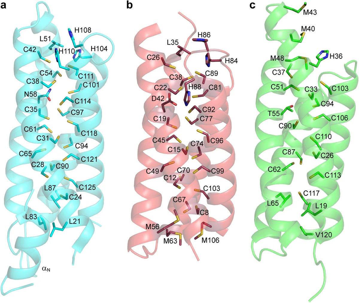 I have a PhD position available in my group, starting March 2025. If you have an interest in biochemistry and would like to study an exciting class of copper proteins (aka weird Cu tubes) from bacteria, I'd love to hear from you. You should apply here: ibb.edu.pl/app/uploads/20…