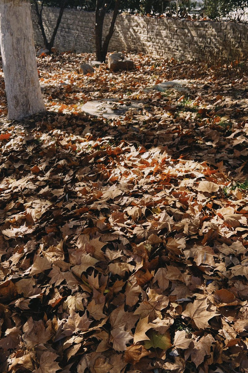 秋意浓🍂