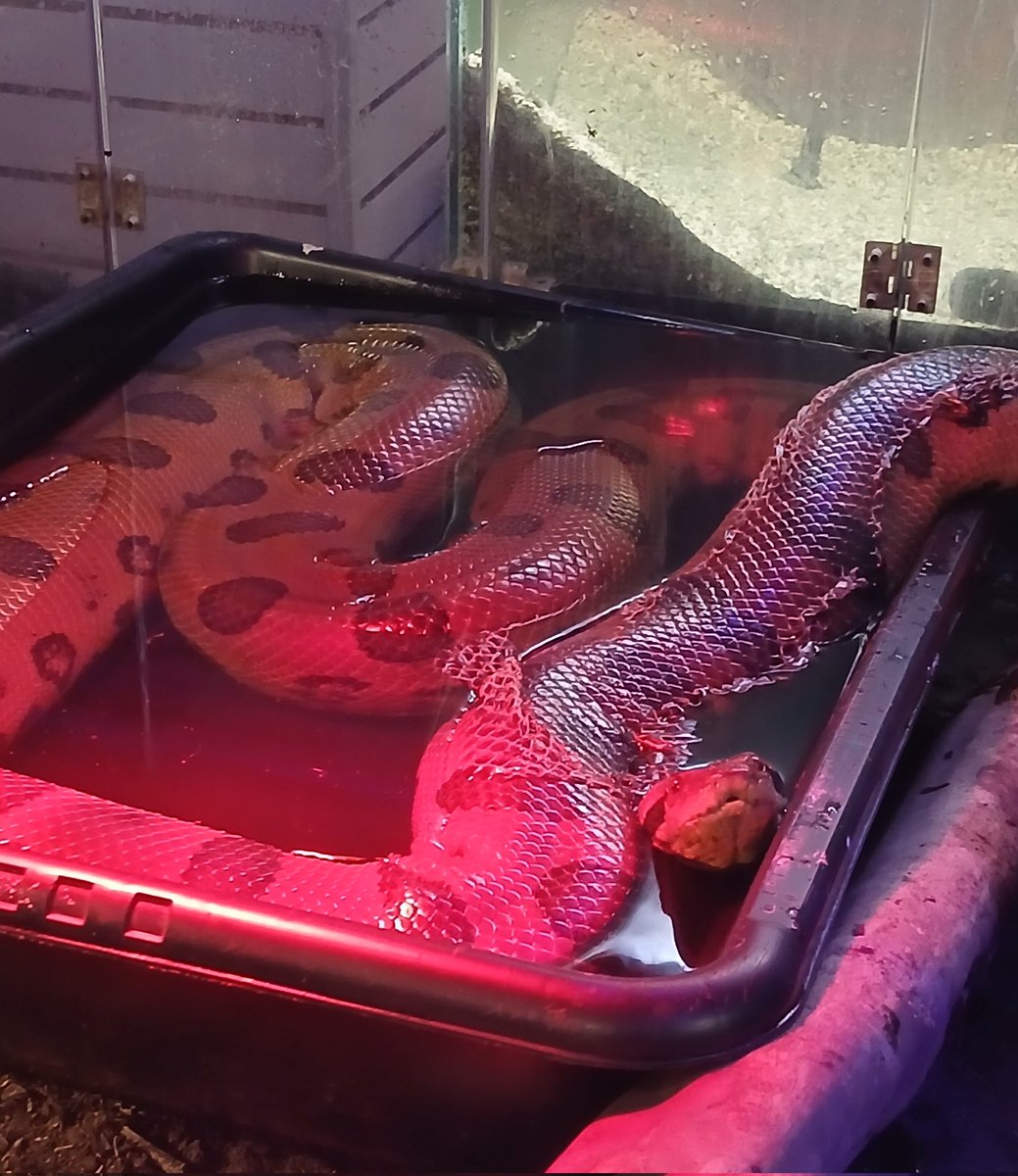 frognamedred's tweet photo. Some more precious baby's https://t.co/B1vfxlU6bW