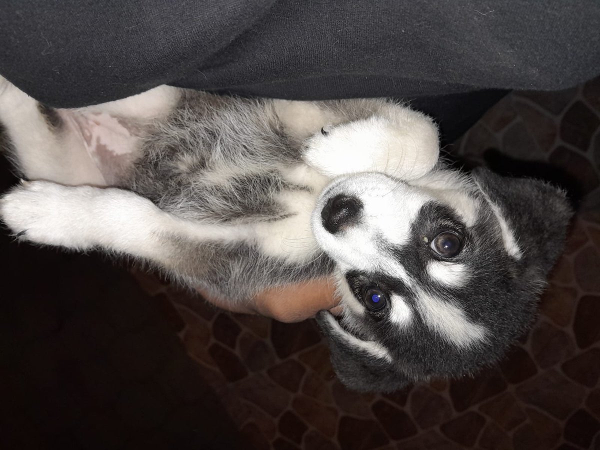 Sir_Colemannn's tweet photo. @Zenith_Mode_ Está hermoso bro, no haye muchas fotos del mío por lo que ahorita no me encuentro en casa, estoy de viaje y no tengo mi celular personal pero si tenia de esta bebé, se llama Lia es un husky cruzado con un malinois https://t.co/XhXGOgwu93