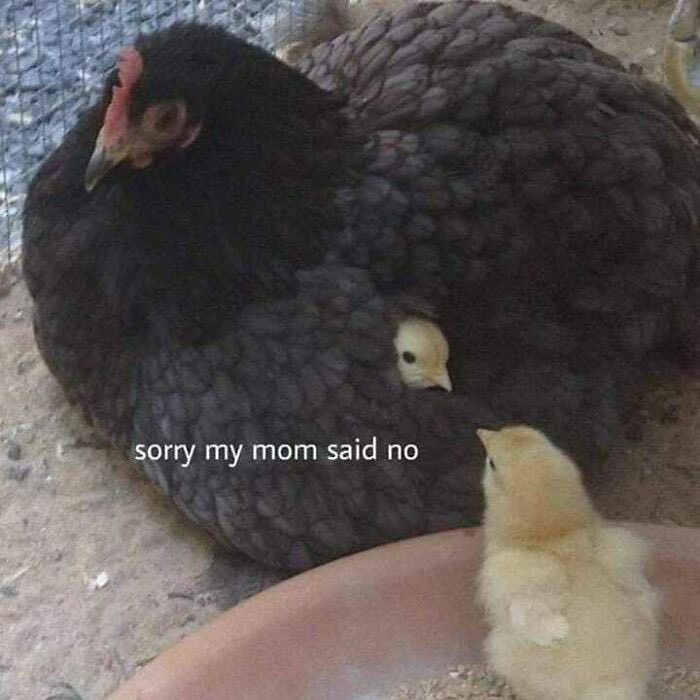 Out of Context Birds (@contextbirds) on Twitter photo 