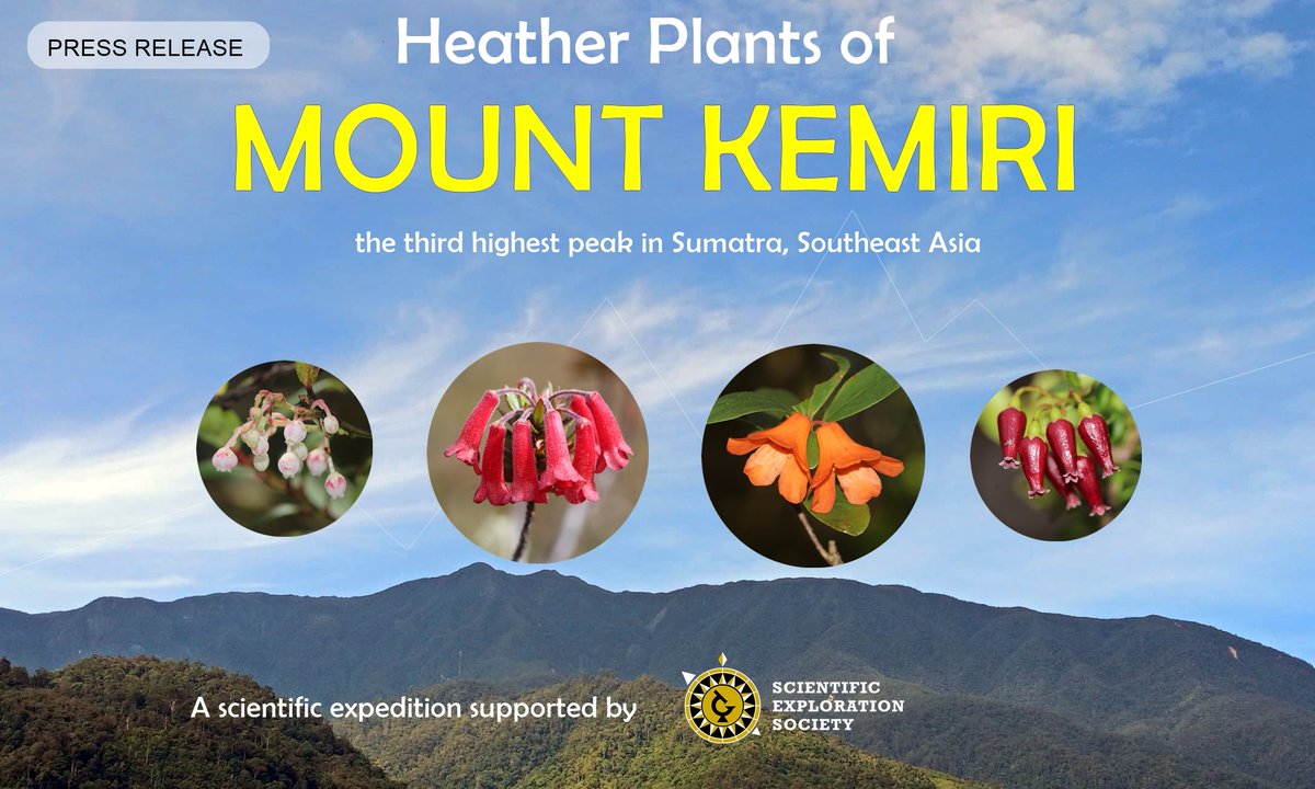 Wendy A. Mustaqim (@botanywam) on Twitter photo We will start a botanical exploration to study the heather plants diversity in Mount Kemiri in December 2024!
The expedition is supported by the Scientific Exploration Society <a href="/SES_explore/">Scientific Exploration Society</a> <a href="/SES_Revealed/">Exploration Revealed</a>
#SESexplore #discover #research #conserve #judithheathexplorer2022 We will start a botanical exploration to study the heather plants diversity in Mount Kemiri in December 2024!
The expedition is supported by the Scientific Exploration Society <a href="/SES_explore/">Scientific Exploration Society</a> <a href="/SES_Revealed/">Exploration Revealed</a>
#SESexplore #discover #research #conserve #judithheathexplorer2022