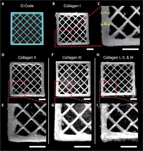 Excited to share excellent work by <a href="/MossSamuelP/">Samuel Moss</a> and @RegenBio on FRESH 3D Bioprinting of Collagen Types I, II, and III for cell scaffold fabrication | ACS Bio Sci &amp; Eng #bioprinting  #FRESH <a href="/cmu_bme/">CMU_BME</a>  pubs.acs.org/doi/10.1021/ac…
