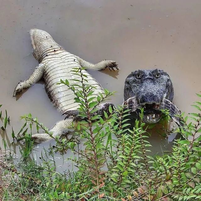 Caiman photographed just before feasting on his friend