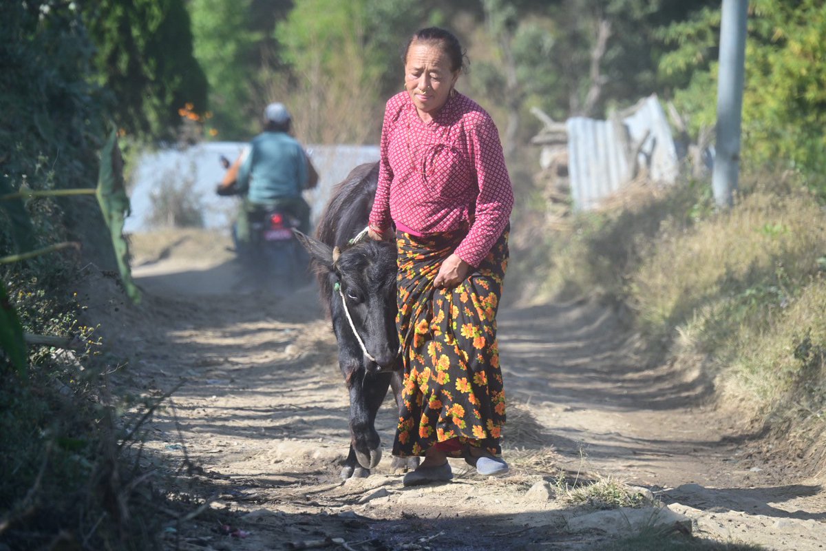 AdrianHowes's tweet image. And that’s another Capital to Country multi day ultra completed in Kathmandu, Nepal. What a country this is. Massive respect to those that took part #nepal #Runners