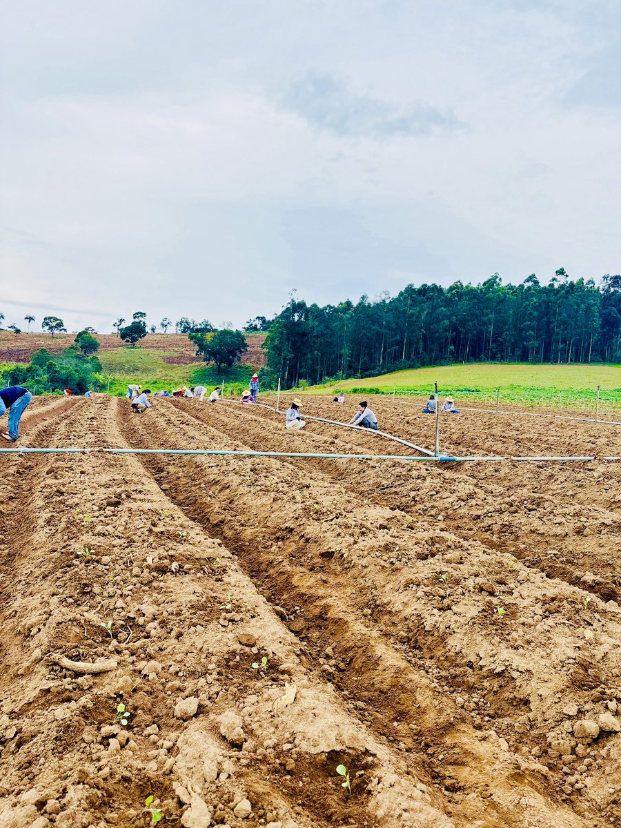 Olha a chuva!⛈️ Já já ela chega, pra regar nossas mudas recém plantadas.🌱