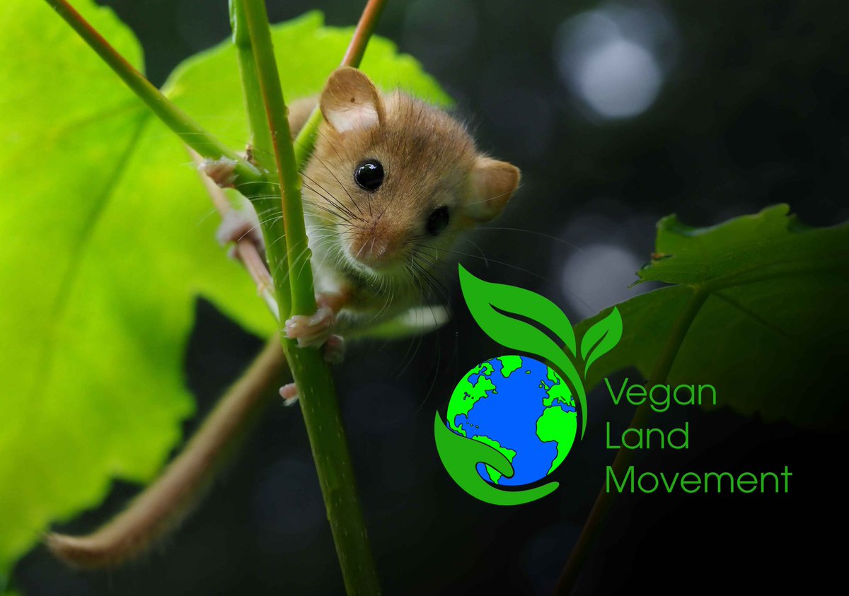 GlobalVegans's tweet photo. Guard our planets precious lands with the VLM. Become a member and protect them from exploitation forever #ForeverWild #Vegan @VLandMovement https://t.co/HVM8hhSYtO https://t.co/qBgQBow4Sr