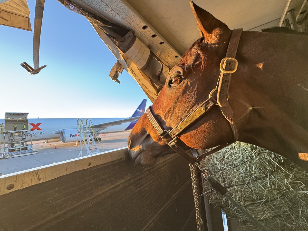 Our world traveler Señor Buscador on his way to New York for the Cigar Mile....Ándale!