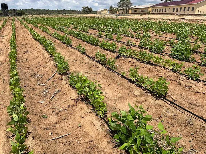 🌾 Attention🇿🇼Farmers! 

Stay hopeful!This dry spell is temporary,rains will return.🌧️ But be vigilant! Dry conditions can increase FallArmyworm infestations.Scout ur fields regularly&amp;act quickly2protect ur crops!

Experts,drop ur advice below! Farmers,what challenges r u facing