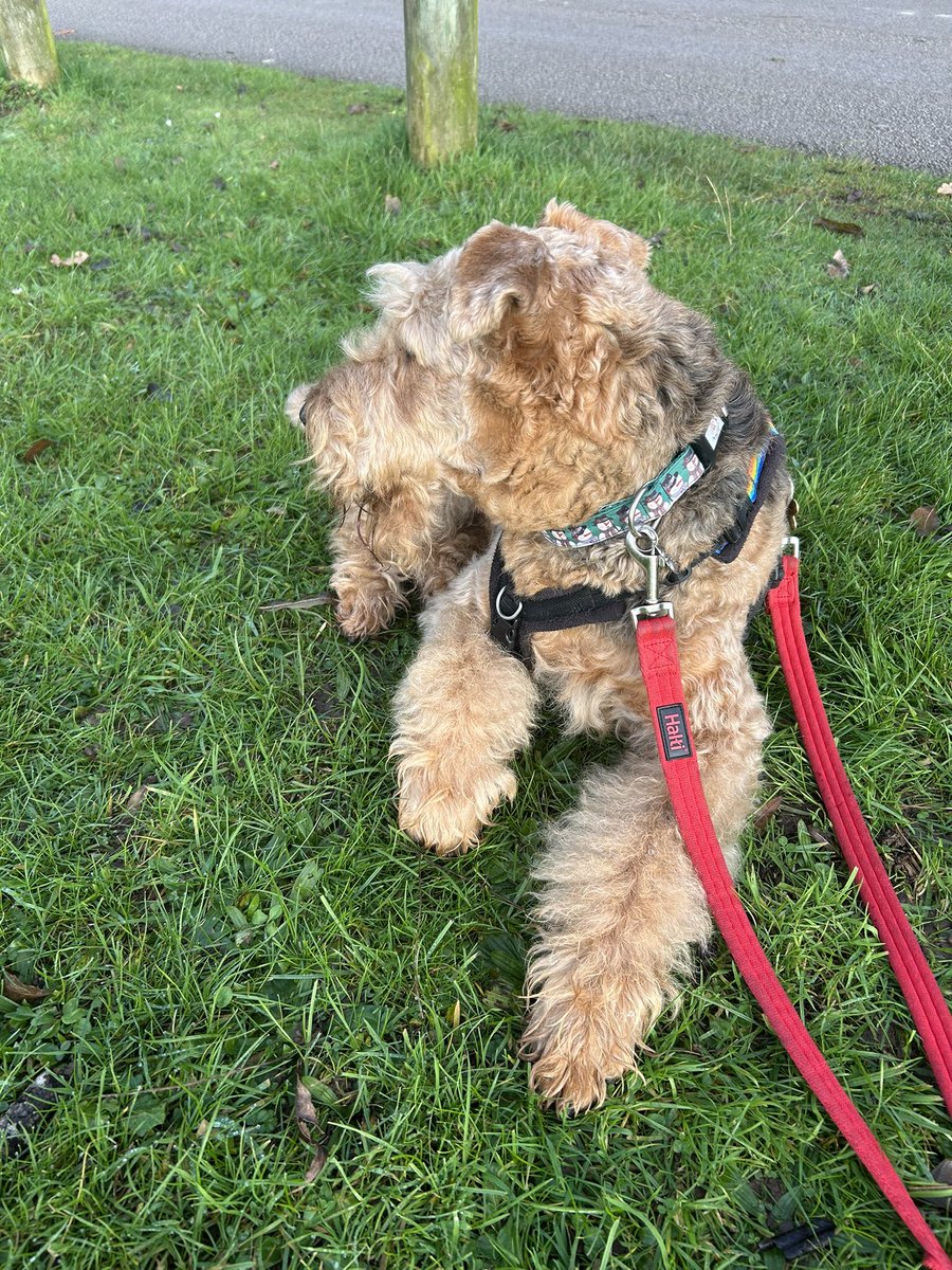 TrudiMCameron's tweet image. Today was #colwickpark Follow my eyes #doingadudley