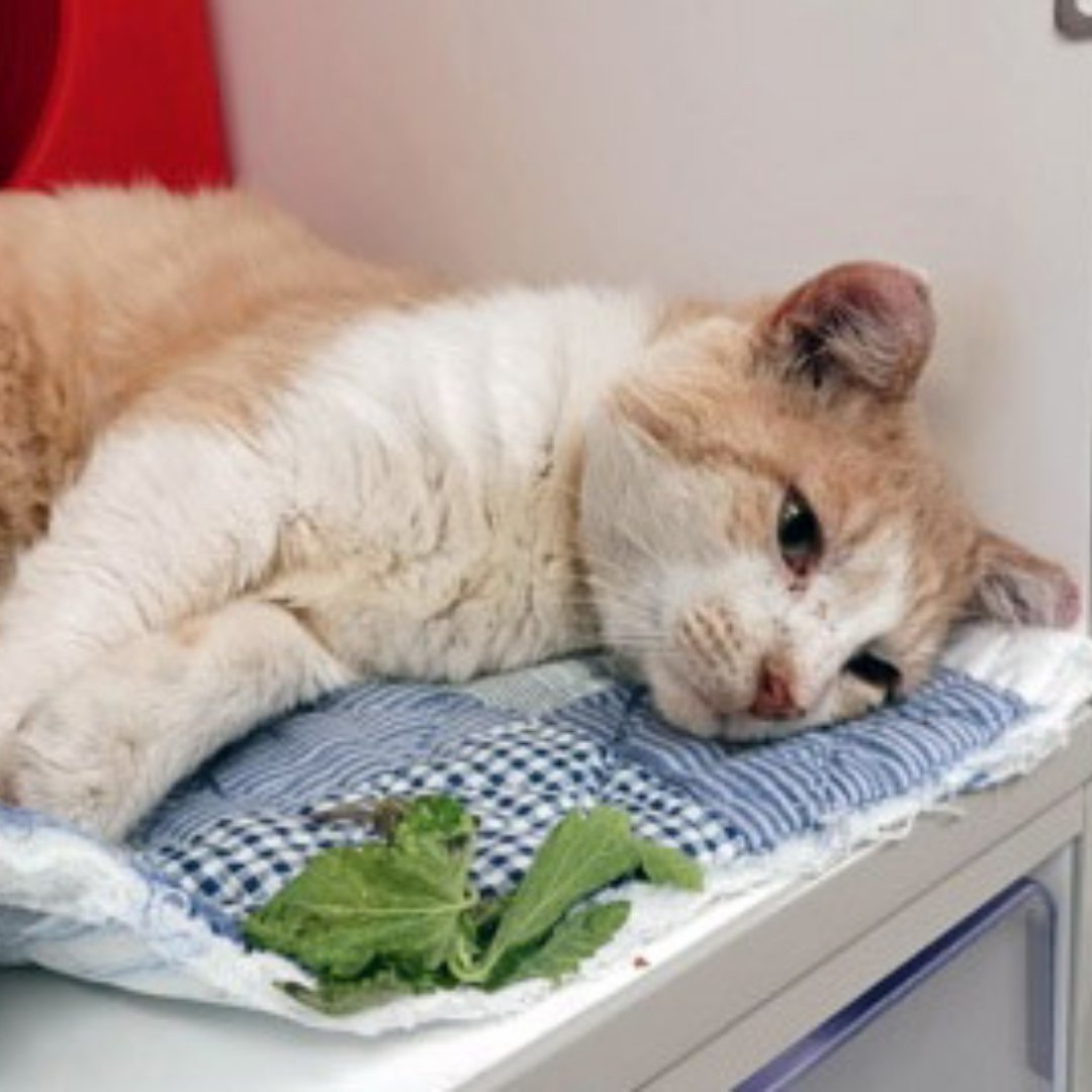 🐾 We’re halfway to our $45K #GivingTuesday goal! 🐾
Meet Dart: a resilient 10-year-old who got a second chance thanks to YOUR donations. He’s now waiting for his purr-fect family. 💕
💖 Donate to help Dart &amp; friends: bit.ly/hshcgive