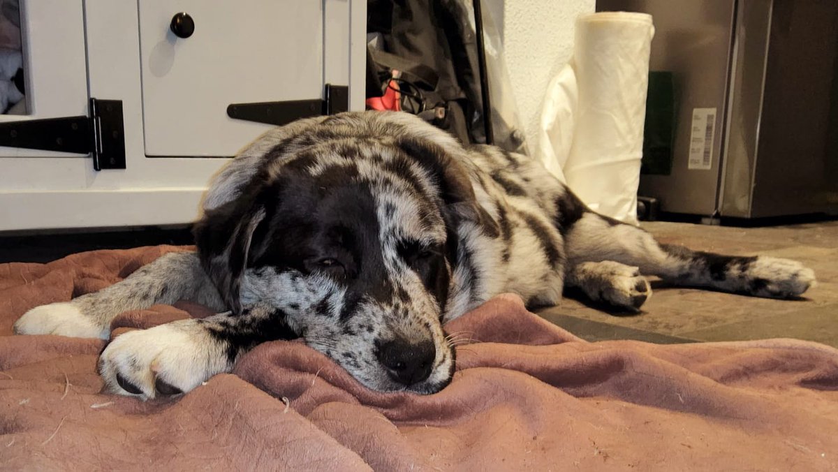 jolandabrwr's tweet photo. #puppyspam
#gijs
16 weken oud https://t.co/qbFGnlu3zD