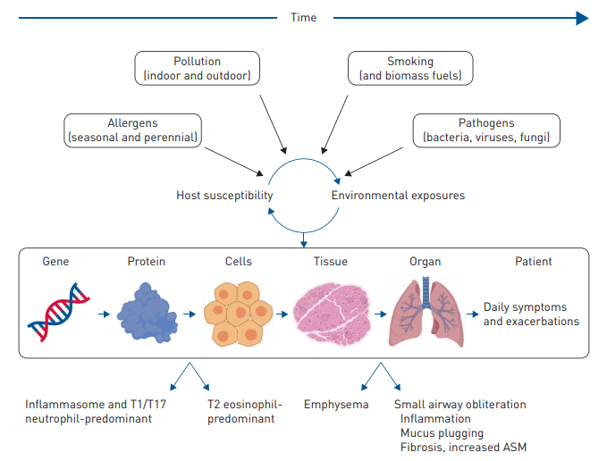 COPD is a heterogeneous complex disease resulting from complex host–environment interactions due to multiple environmental exposures over time, the host’s underlying susceptibility and various host responses at the protein-to-cell and tissue-to-organ scales