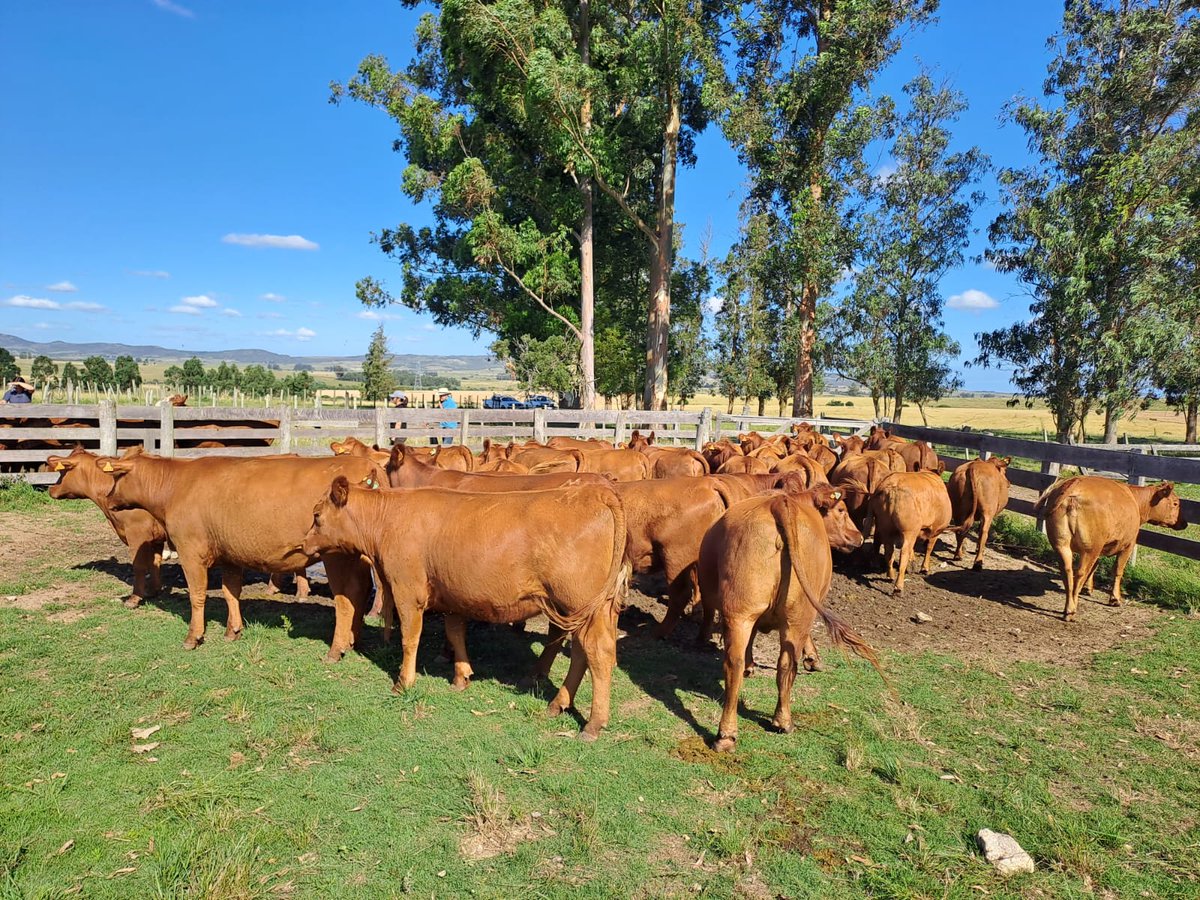 Cosas lindas de ver nuestros campos de Recria. Solo y tan solo 15 meses de diferencia y 260 kilos para llegar a lo que son hoy, con 430 kg a sus 24 meses.
Formula: Pasturas + Manejo
#JuntosProducimosMejor
<a href="/Joaquinfrade/">Joaquín Frade</a> 
<a href="/GuzmanCubas/">Guzman Cubas</a>