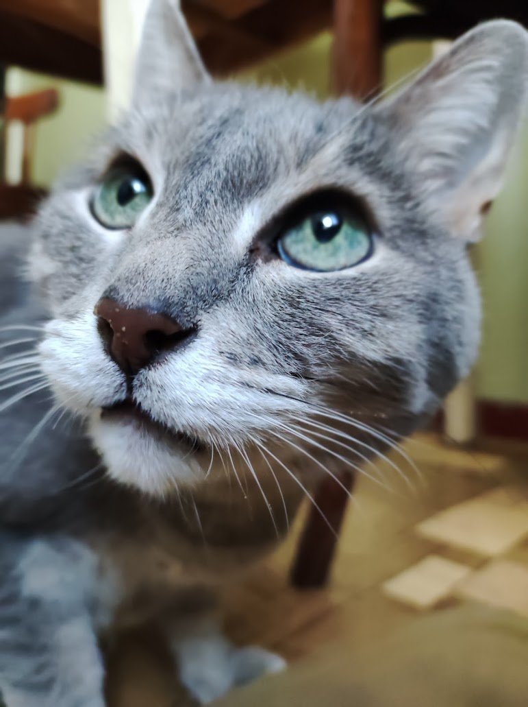 snarknn's tweet photo. @2zh2o котики, обязательно котики! https://t.co/dnulm3fWL0