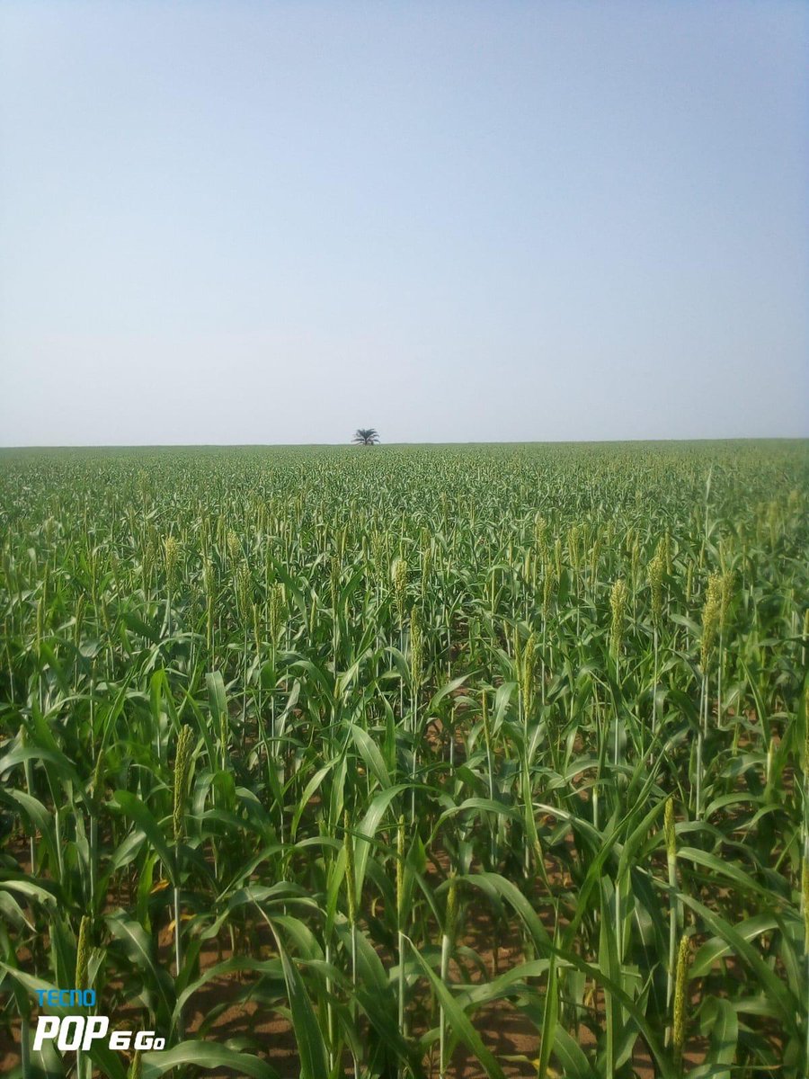 It's growing well &amp; fast! 🌾

#Sorghum #Beer #Project #Expertise #EarlyEuropeanSorghumGenetic
#Africa
#ThatsAllForToday