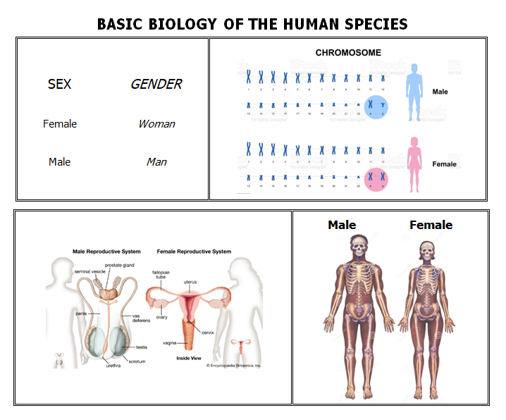 Adult Human Female : 46XX : Woman : Truthsayer tweet media