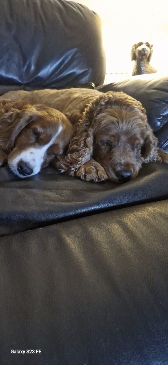 Hi everyone. I need to share the heartbreaking news that my big sister Milly crossed rainbow bridge last night after a short illness. She loved being friends with you all. RIP Milly 💔 xxxx