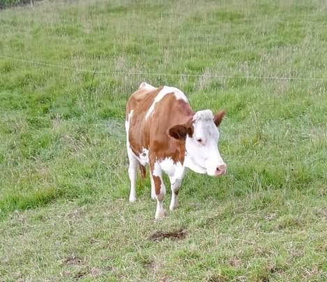 juangobotero's tweet photo. Atención!
Fueron hurtadas en La Hacienda Chicamocha  7 animales (3 vacas, 3 terneras y un ternero).
En las fotos se ven los animales.  Pedimos la ayuda de @CarabinerosCol @GaulaMilitares . https://t.co/IJNitTX2gD