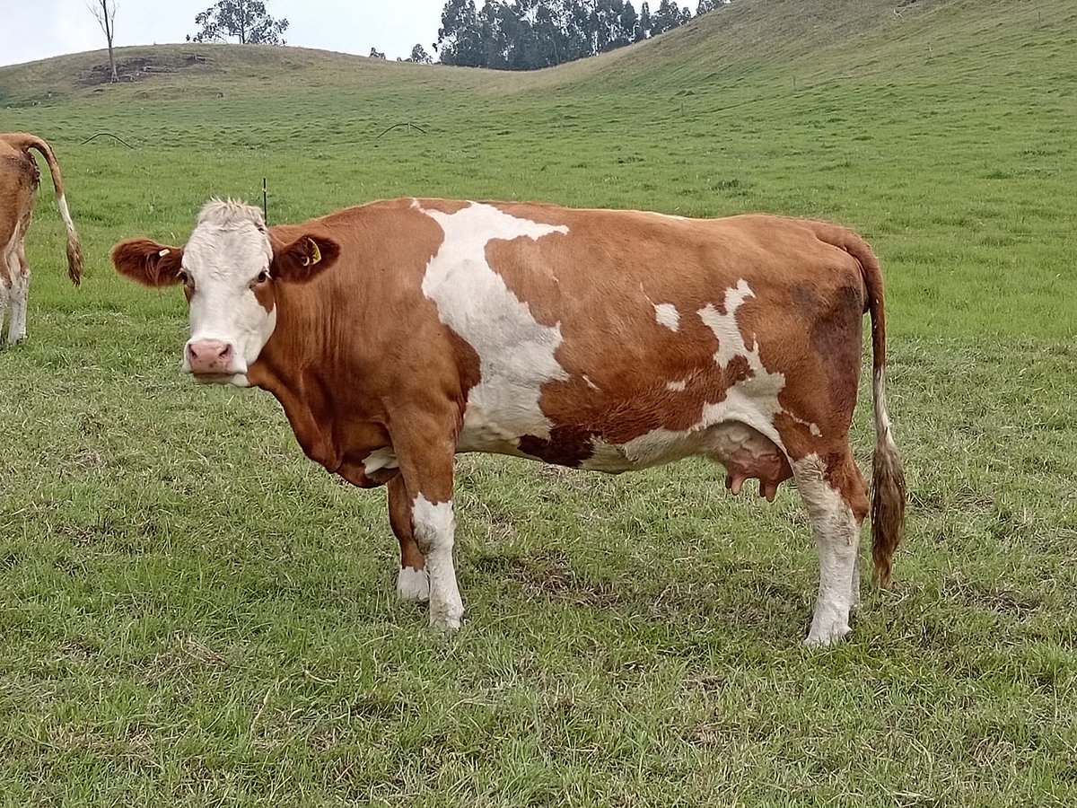 juangobotero's tweet photo. Atención!
Fueron hurtadas en La Hacienda Chicamocha  7 animales (3 vacas, 3 terneras y un ternero).
En las fotos se ven los animales.  Pedimos la ayuda de @CarabinerosCol @GaulaMilitares . https://t.co/IJNitTX2gD