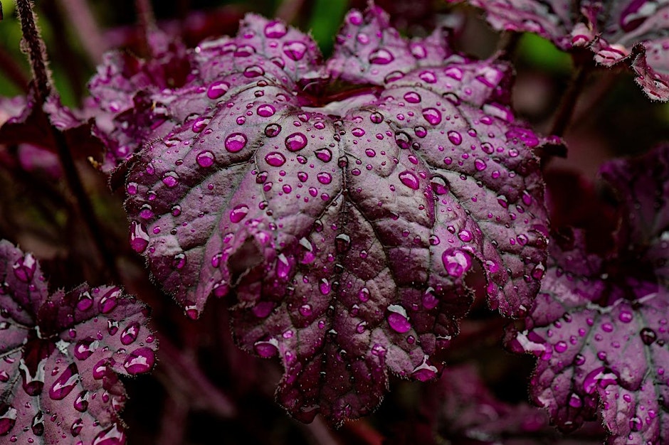 Foliage Matters
eventbrite.com/e/foliage-matt…
#foliage #easthamptonlibrary #cornellcooperativeexchangeofsuffolk