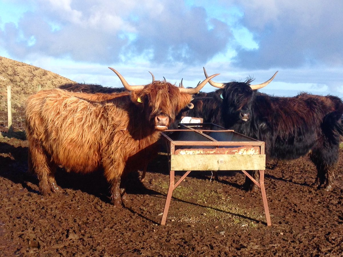 Canna Campsite tweet media