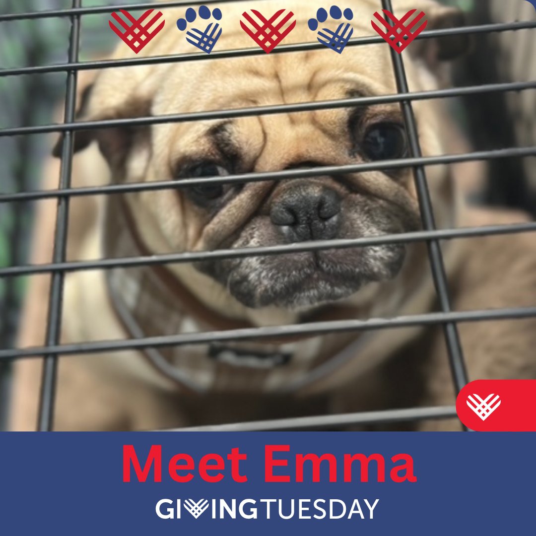 Meet Emma. She is one of SEVEN breeder release pugs in our care. All seven pugs arrived Saturday and will require a lot of vetting and care. Can you help us meet our $5000 goal? 👏
DONATE AT: pugpartners.com/donate
shareomaha.org/nonprofit/pug-…
#givethanks #GivingTuesday #fundraising