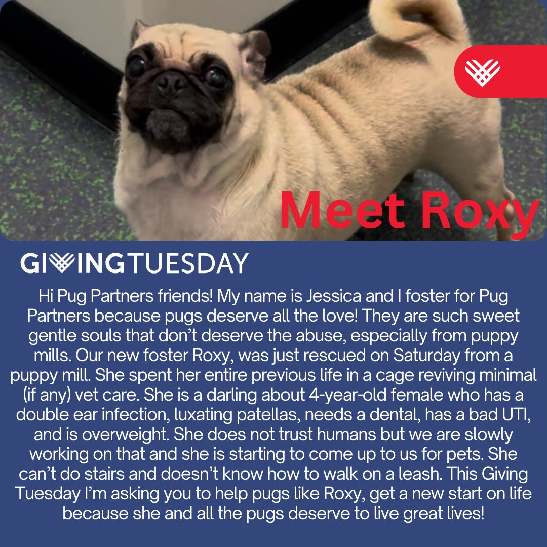 Help us to continue saving pugs like Roxy 🫶
DONATE AT: pugpartners.com/donate
shareomaha.org/nonprofit/pug-…
#givethanks #GivingTuesday #fundraising #dogood #donate #donors #giveback #pugpartners #pugsofinstagram #pugrescue #rescueapug #dogrescue #AdoptDontShop