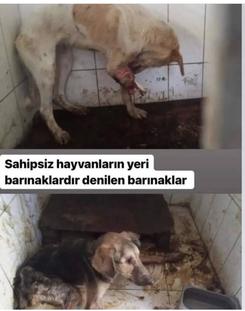 Alın size barınak! 
Gerçekleri gör artık <a href="/AYMBASKANLIGI/">Anayasa Mahkemesi</a> 

#HayvanaŞiddetiReddet 
#TürkiyedeKatliamVar