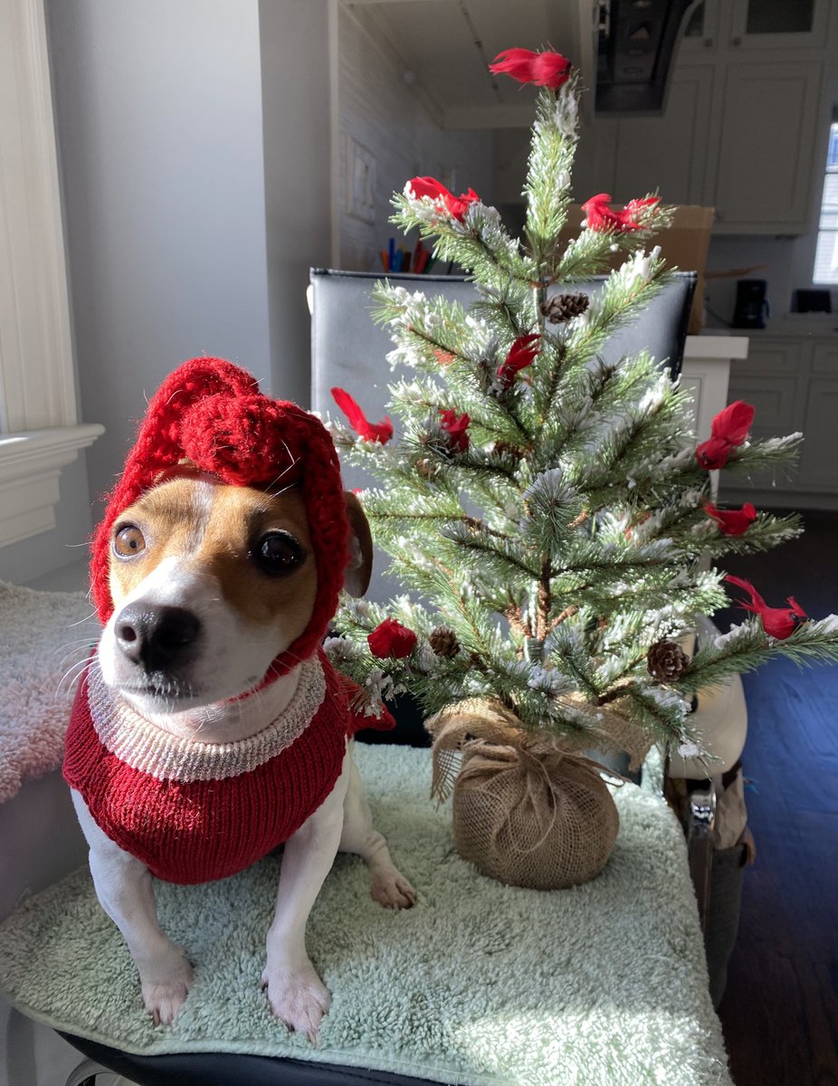 BelleLBear's tweet photo. #Christmas #WaitingForSanta #WaitingForBabyJesus #dogs #dogsofX #dogsoftwitter #ZSHQ #BabyBea #Tuesday https://t.co/rxziiyMp4x