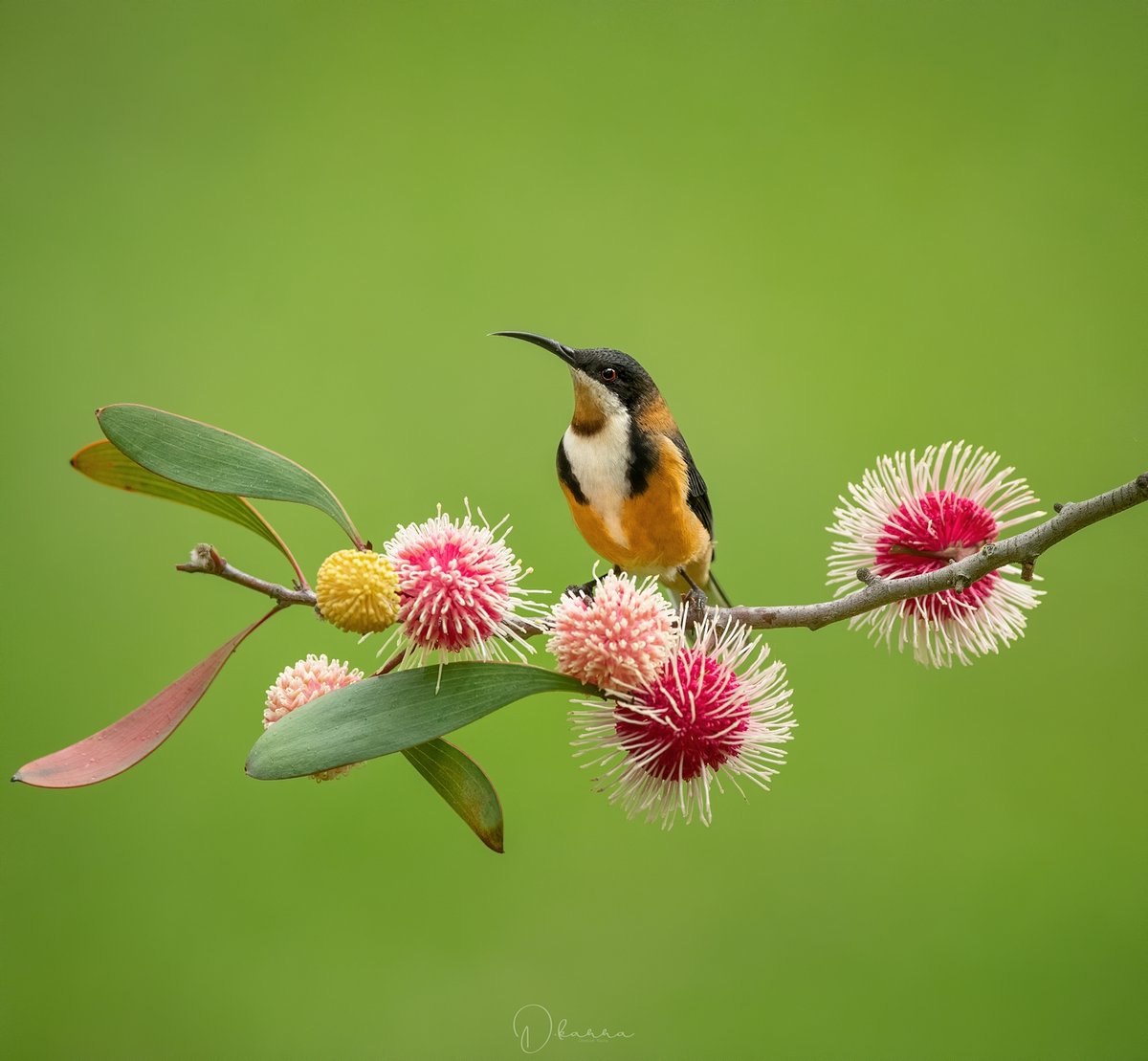 MbarkCherguia's tweet photo. Eastern Spinebill
(Acanthorhynchus tenuirostris)

Fidgety little nectar lover.

📷: @deepak_karra (Instagram) ©️🇦🇺

#birds #nature #wildlife https://t.co/nxnrdGqSsk