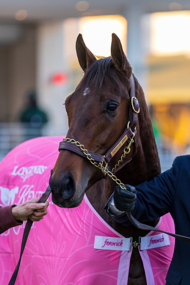 BreedersCup's tweet photo. Happy Tuesday from #BreedersCup Champion, Thorpedo Anna. 😍 

The #BC24 Distaff winner paraded in the @ChurchillDowns paddock over the weekend for her fans. 

📸 @EclipseSports https://t.co/2yydDZb8be