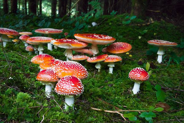 Mushroom Hunting Club tweet media