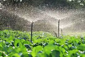 IshimweAimePlus's tweet image. 💡 Facing uneven water distribution on your farm? Consider sprinkler irrigation systems. They mimic natural rainfall and ensure even coverage for your crops. 🌧️ #IrrigationSolutions #AgricultureTech #FarmWithIshimwe