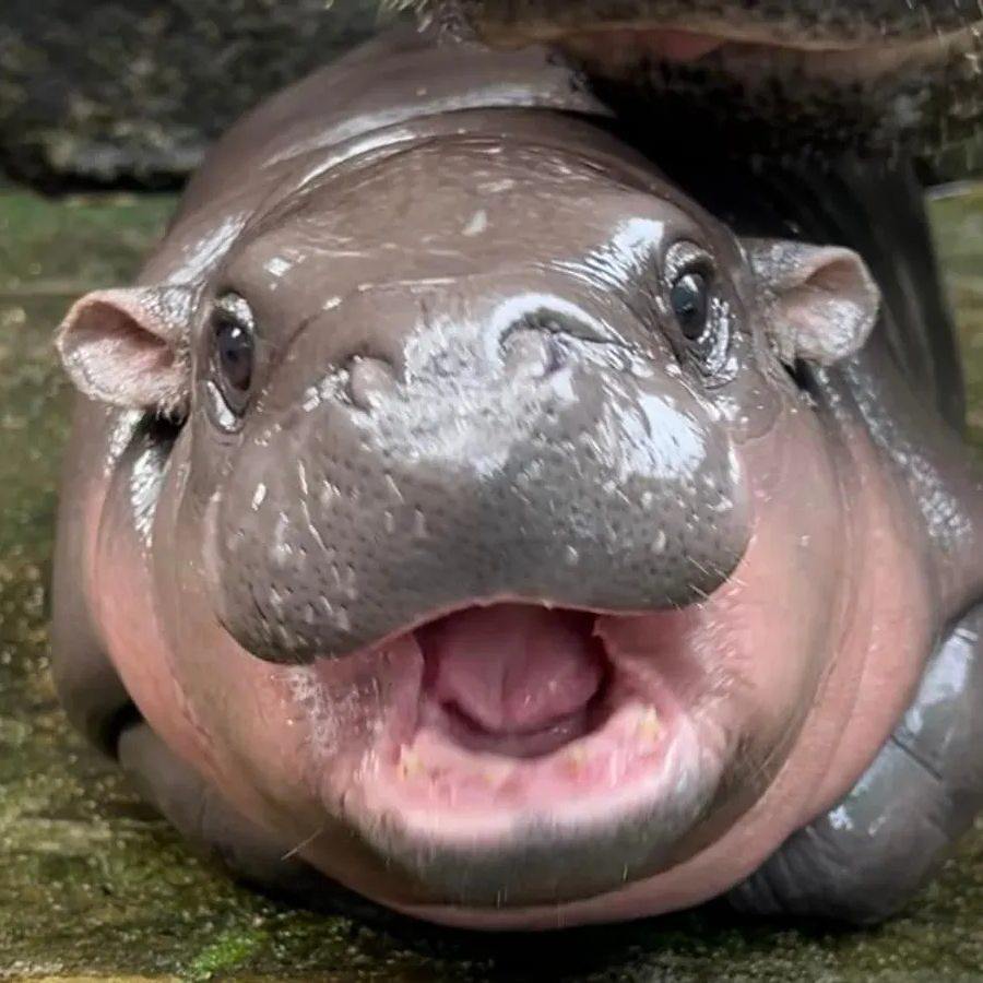 Chainfir Capital tweet media