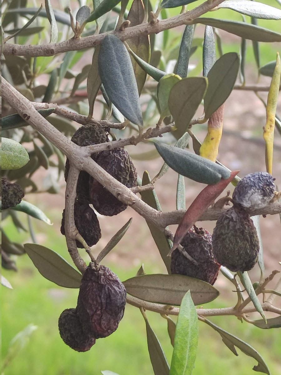 Fco Jesús Gómez tweet media