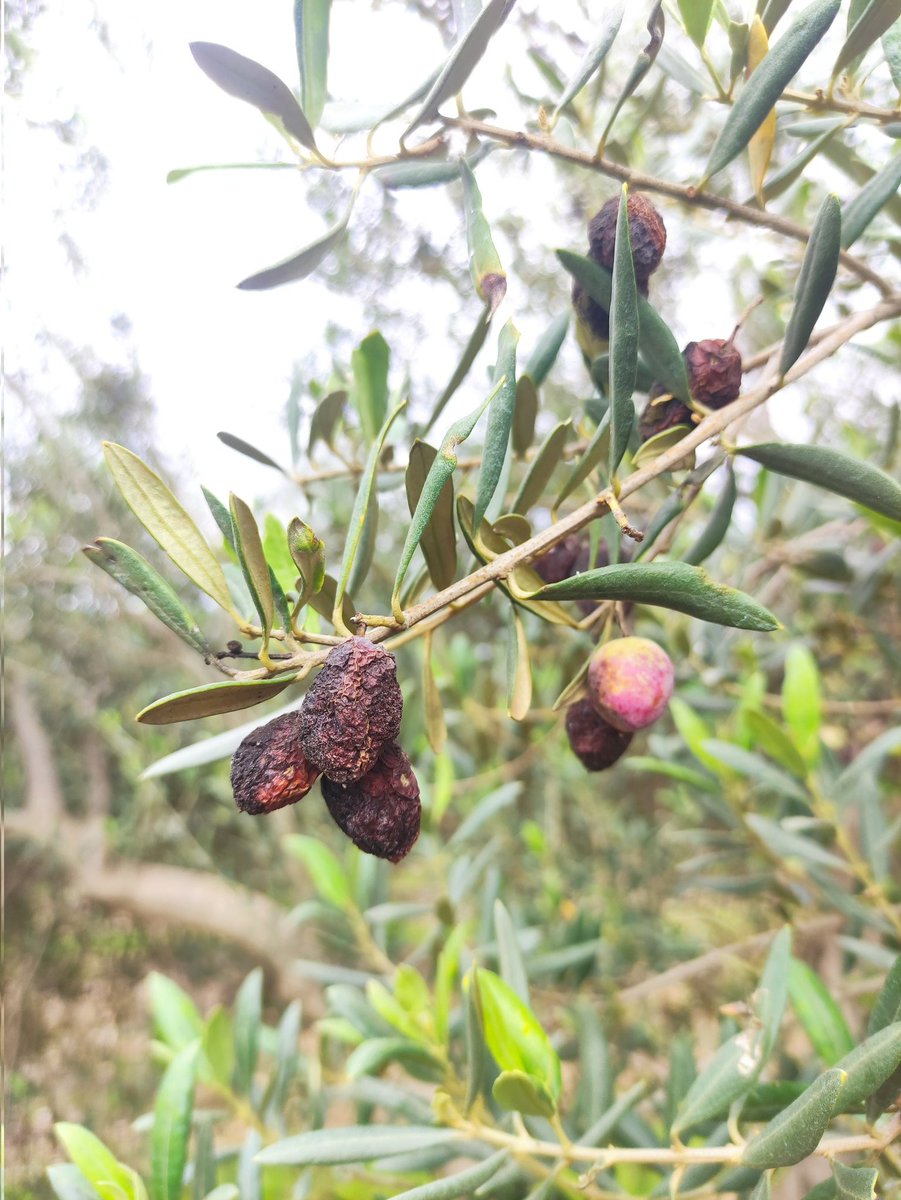 Fco Jesús Gómez tweet media