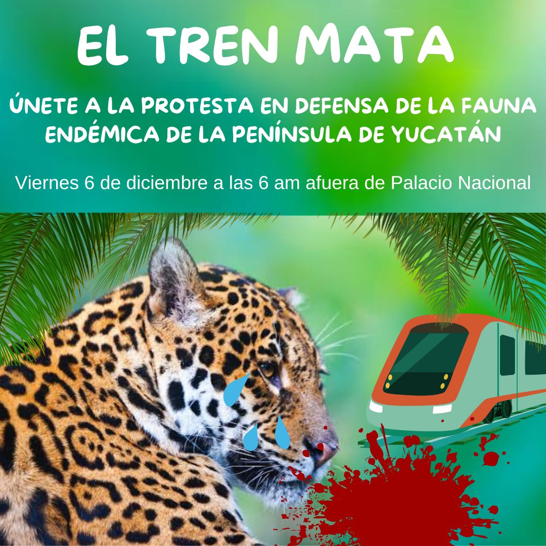 GoEsmeralda0409's tweet photo. "Preocupa la falta de diagnósticos de biodiversidad y el impacto ambiental del Tren Maya. No podemos ignorar el ecocidio que representa para nuestra fauna. La conservación de jaguares, leopardos y tapires no es negociable
#SOSFauna #TrenMaya https://t.co/RiXL3wB8Gv
