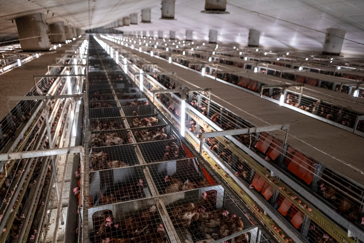 Juliette Parade tweet media