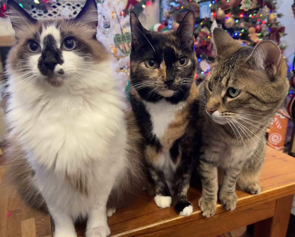 Andrea56822453's tweet photo. There are many ways to give on this #GivingTuesday. If mew cannot donate money, you can share a fundraiser or charity, create a fundraiser or even volunteer. Every little act of giving makes a big difference. ❤️
#PostAFavPic4VioletDec24 #CatsOfTwitter https://t.co/VjY1IRM6Y9