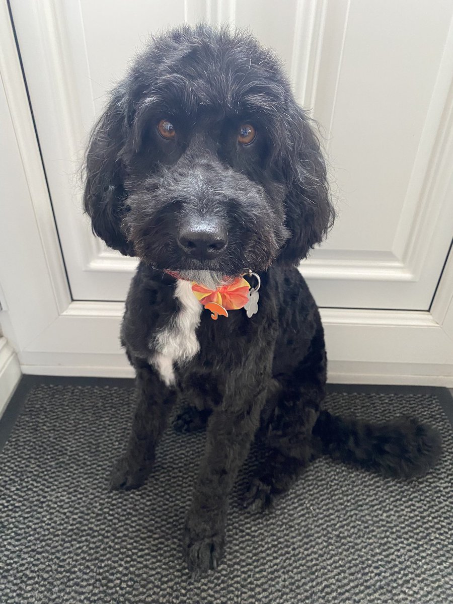 Jules Lewis RGN MSc 💙🦢 tweet media