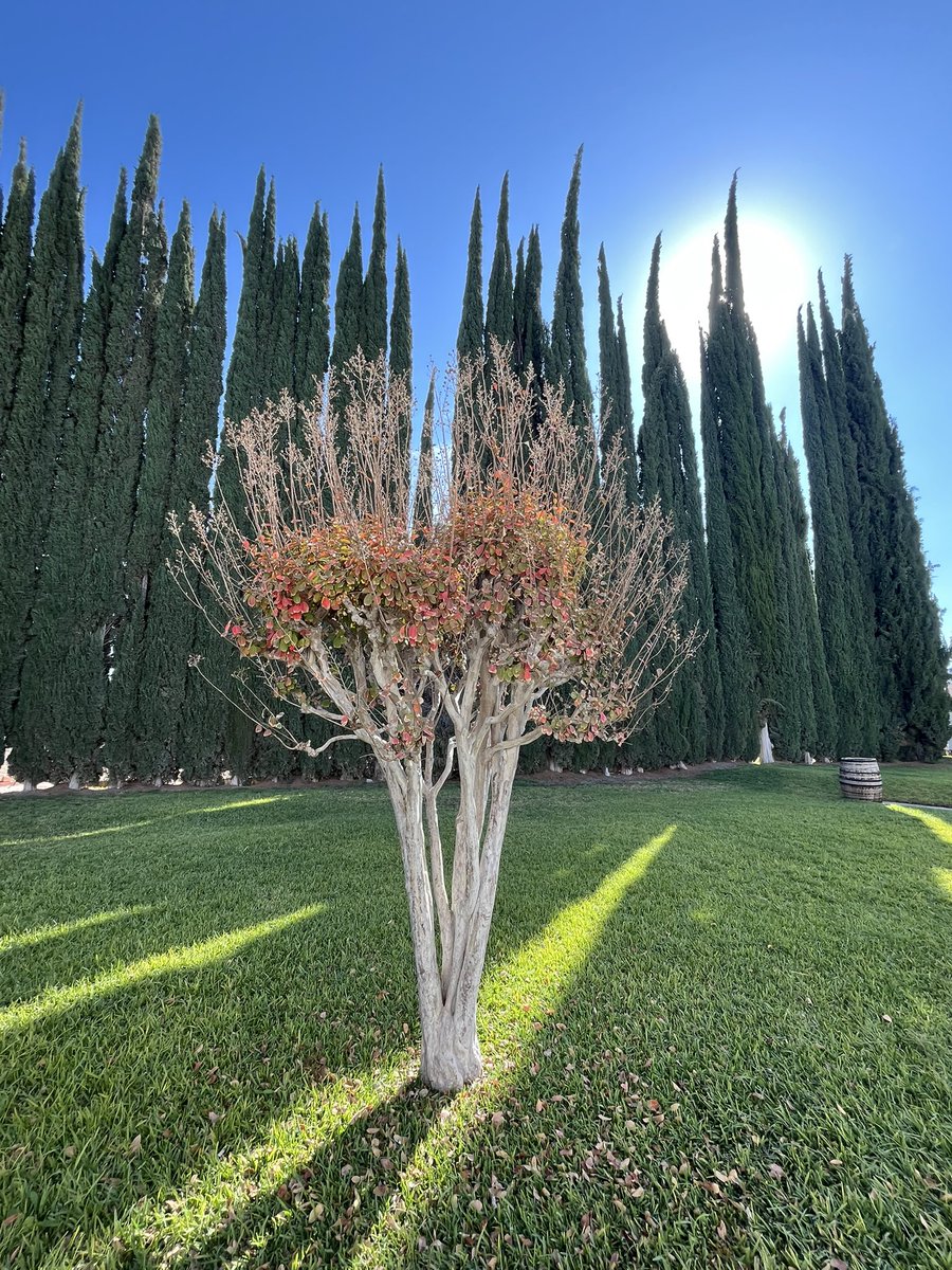Este árbol 🌳 lo encontré en el viñedo de #CasaMadero