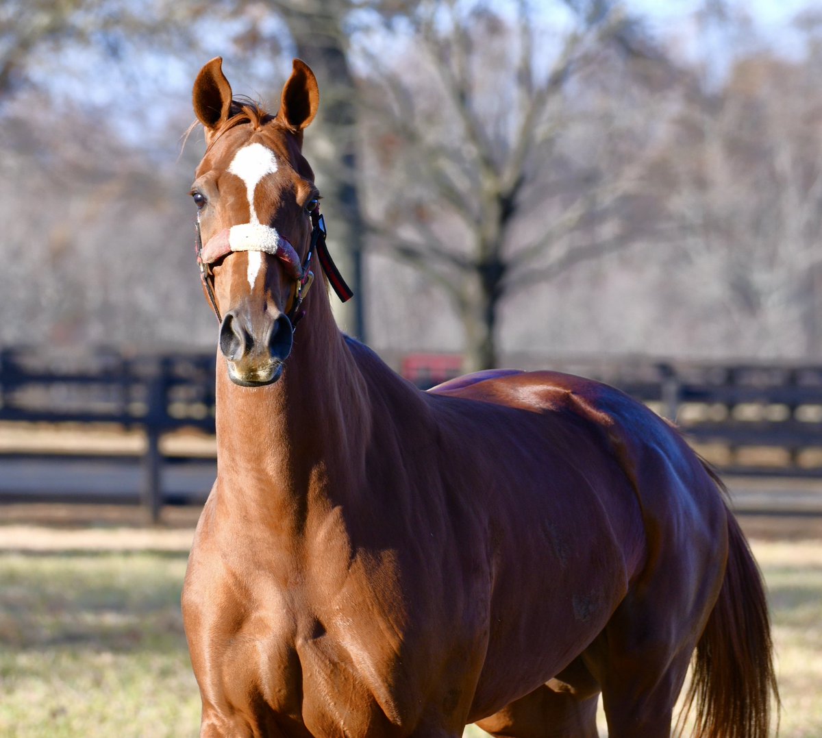 HoganEquine's tweet photo. It’s been such a pleasure hosting the lovely and talented GUN SONG for her end-of-the-season “SPA-cation” 💅💋 She is a special one - the “IT factor” is obvious! Now she is off to join  @Hennigracing in the Sunshine State🌞to prepare for her 4-yr-old campaign 💪🏻💪🏻💪🏻 Best of luck! https://t.co/OFSmR097Za