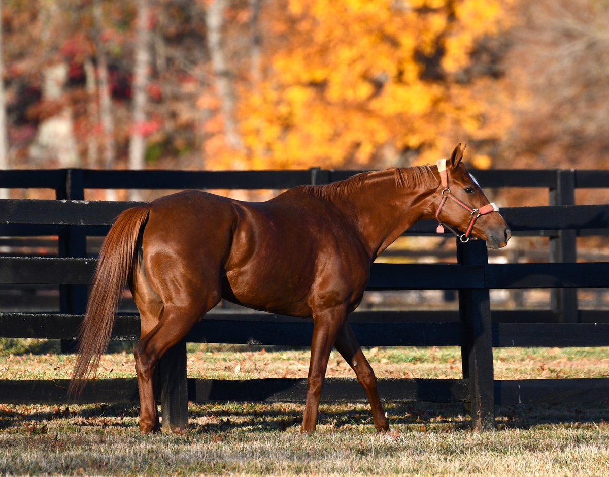 HoganEquine's tweet photo. It’s been such a pleasure hosting the lovely and talented GUN SONG for her end-of-the-season “SPA-cation” 💅💋 She is a special one - the “IT factor” is obvious! Now she is off to join  @Hennigracing in the Sunshine State🌞to prepare for her 4-yr-old campaign 💪🏻💪🏻💪🏻 Best of luck! https://t.co/OFSmR097Za