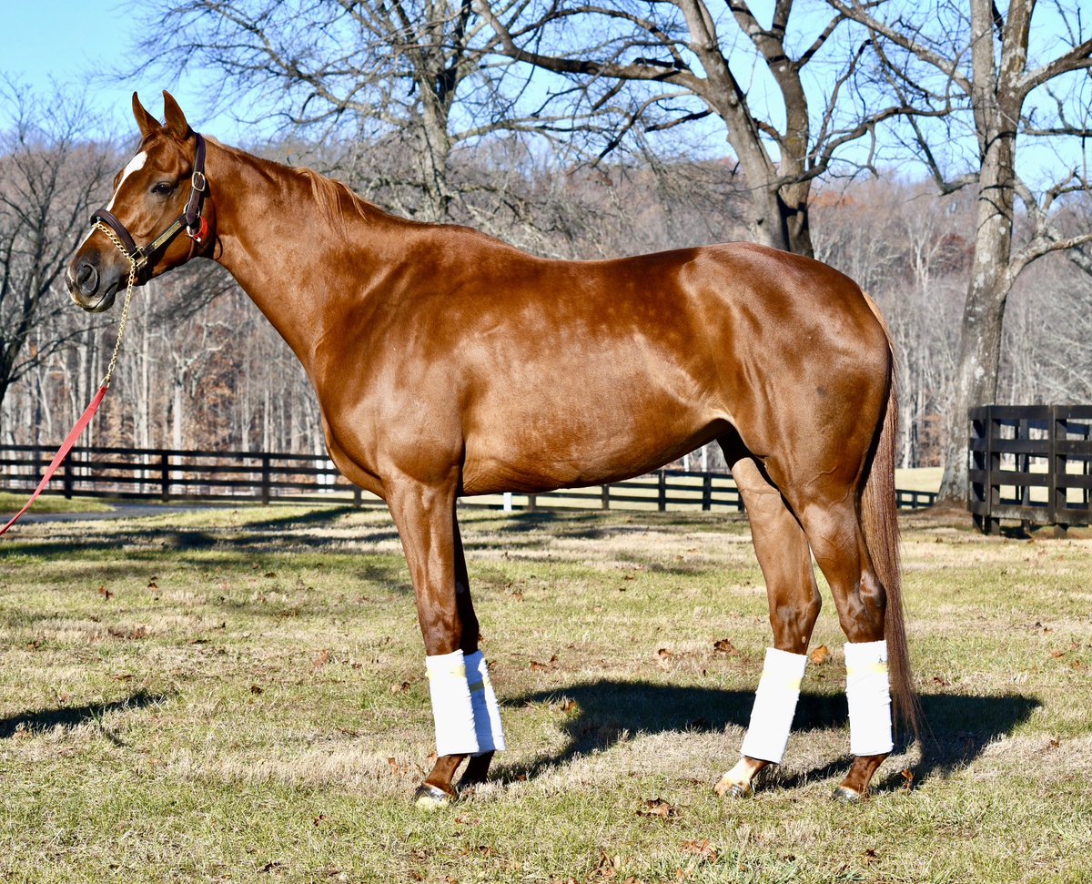 HoganEquine's tweet photo. It’s been such a pleasure hosting the lovely and talented GUN SONG for her end-of-the-season “SPA-cation” 💅💋 She is a special one - the “IT factor” is obvious! Now she is off to join  @Hennigracing in the Sunshine State🌞to prepare for her 4-yr-old campaign 💪🏻💪🏻💪🏻 Best of luck! https://t.co/OFSmR097Za