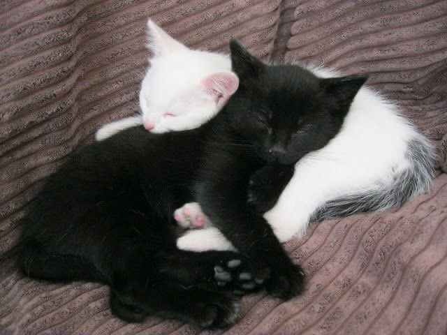 Miaw's tweet photo. https://t.co/QQgpCrtvkW