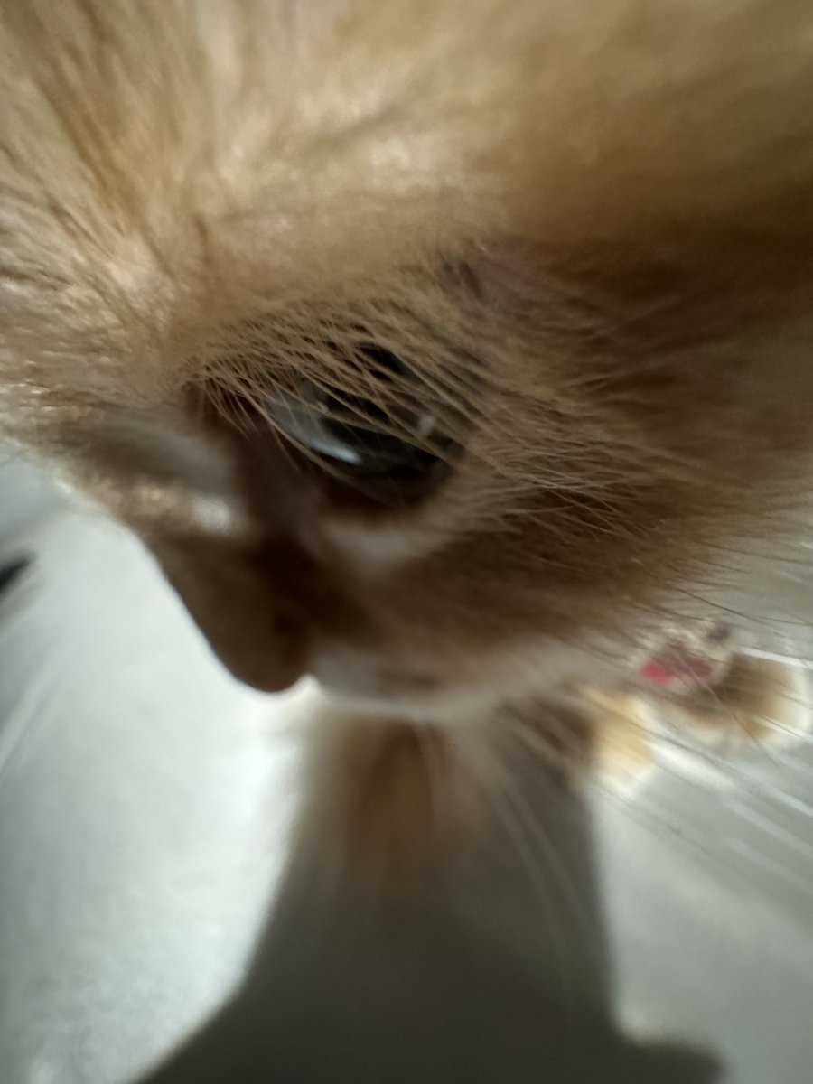 ceronot's tweet photo. Kedi kirpiğiiiiiii https://t.co/u5h9xedBxC