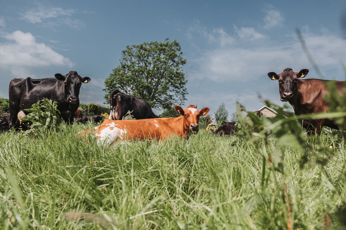 🌱 On #WorldSoilDay, we celebrate the 163,834 regenerative actions committed to by our farmer members to improve soil health:

✨ Minimising soil disturbance
🌾 Maintaining living roots
🌿 Boosting species diversity
🐄 Integrating livestock
🦋 Enhancing biodiversity
